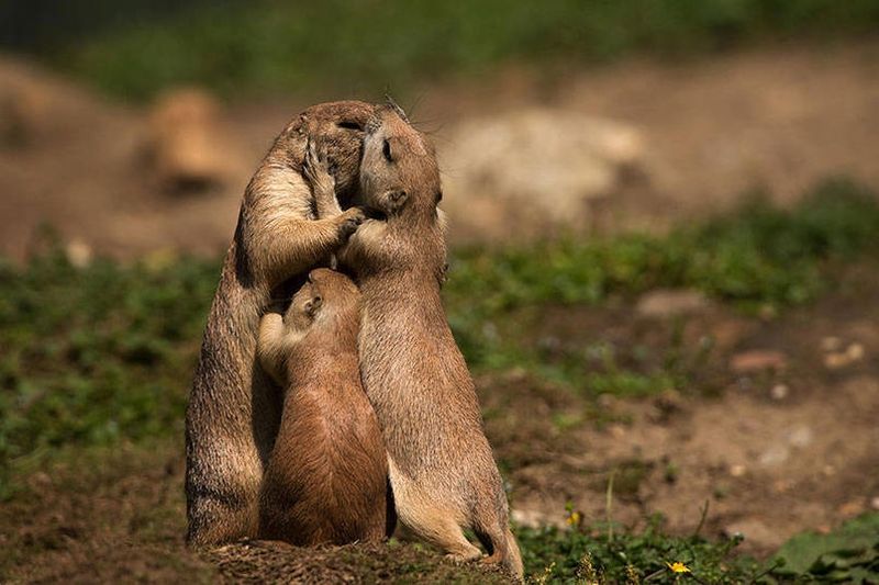 15 трогательных снимков из мира животных
