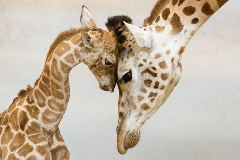 15 трогательных снимков из мира животных