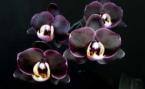 Орхидея в домашних условиях: приметы и суеверия. Орхидея-сильный женский талисман!