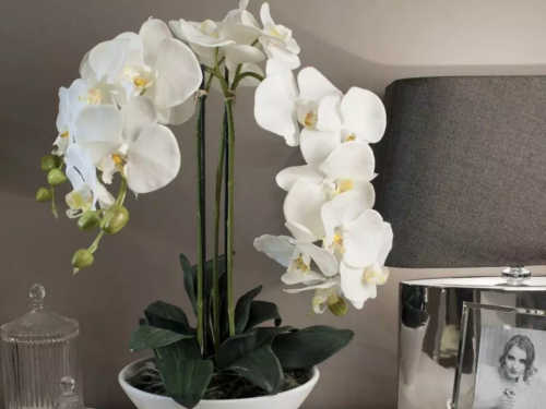 Орхидея в домашних условиях: приметы и суеверия. Орхидея-сильный женский талисман!