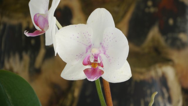 Хотите вырастить такую орхидею дома? Есть простое средство, которое Вам поможет
