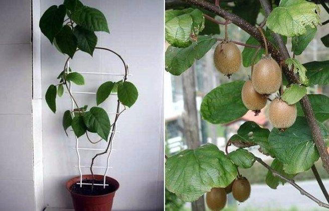 Сейчас лучшее время для посева киви! Как вырастить фрукт дома и на даче?
