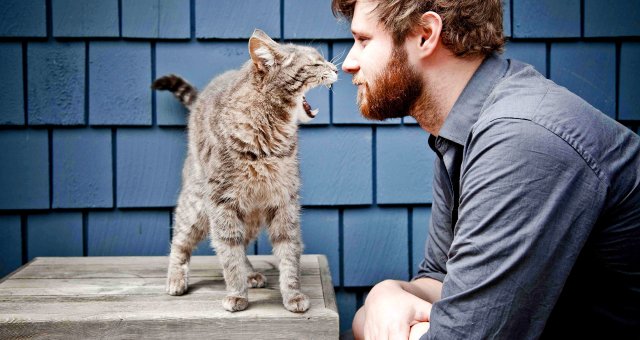Психическое состояние хозяев передается котам: исследование ученых